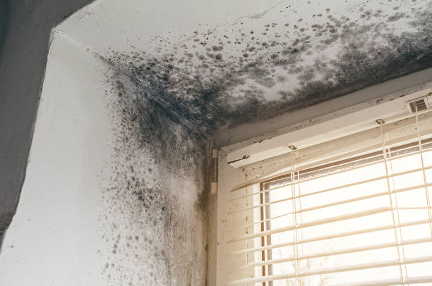 Trusted Black Mold Removal service in Point of Rocks, MD - Cheap Mold Removal
